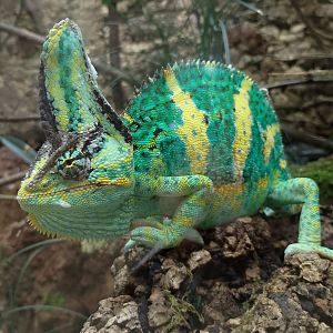 Veiled chameleon