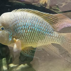 Common severum