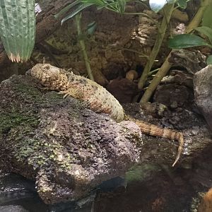Chinese crocodile lizard