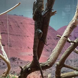 Frilled lizard