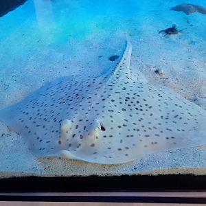 Spotted ray