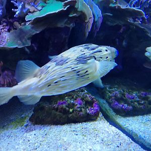 Longspine porcupinefish