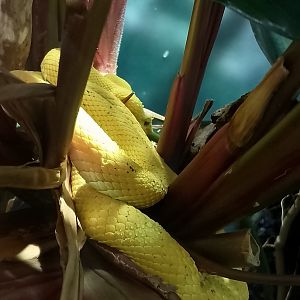 Eyelash viper