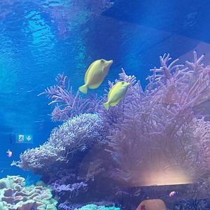 Yellow tangs