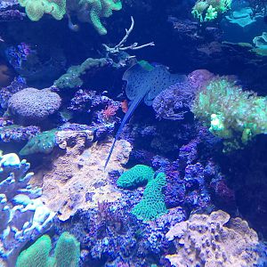 Bluespotted ribbontail ray