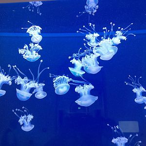 White-spotted jellyfish