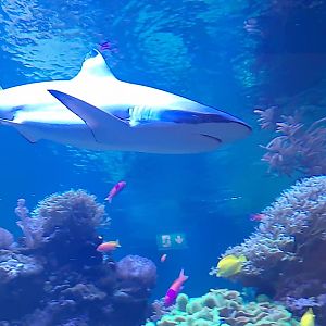 Blacktip reef shark