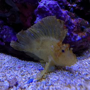 Leaf scorpionfish