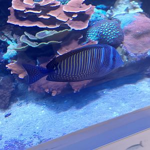 Desjardin's sailfin tang