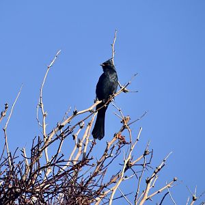 Phainopepla (Phainopepla nitens) male