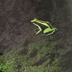 Three-striped poison frog