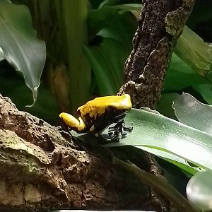Splashback poison frog
