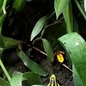Poison dart frogs