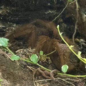 Pinkfoot Goliath bird-eating spider