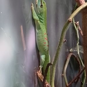 Greater Madagascar day gecko