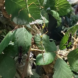 Stick insects