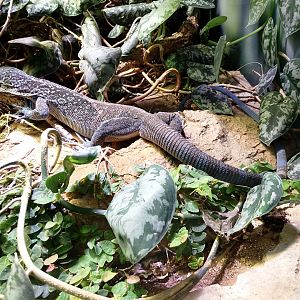 Blue-spotted tree monitor