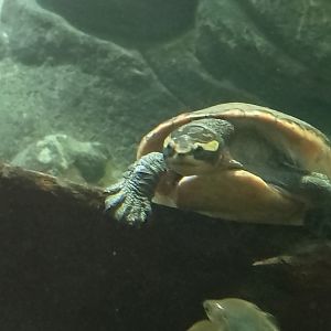 Red-bellied short-necked turtle