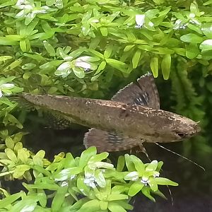 Freshwater butterflyfish