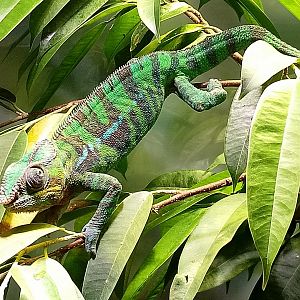 Panther chameleon