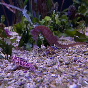 Barbour's seahorse and starry dragonet