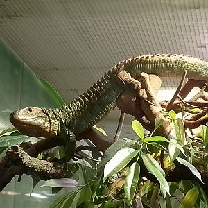 Caiman lizard