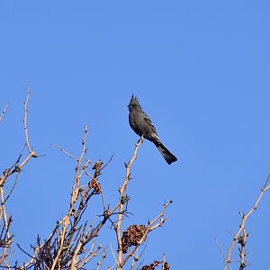Phainopepla (Phainopepla nitens) female