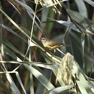 Orange-Crowned Warbler (Leiothlypis celata)