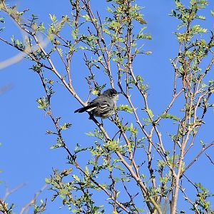 Black-Tailed Gnatcatcher (Polioptila melanura)