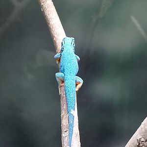 Turquoise dwarf gecko