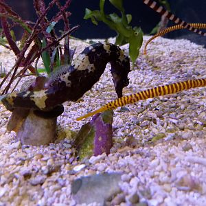 Tiger-tail seahorse and yellowbanded pipefish
