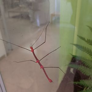 Stick insect ID?