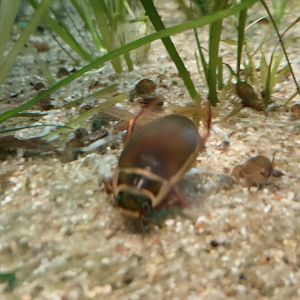 Diving beetle