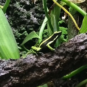 Three-striped poison frog