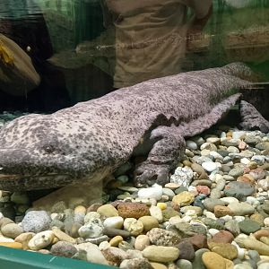 Chinese giant salamander