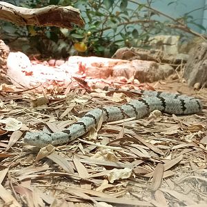 Banded rock rattlesnake