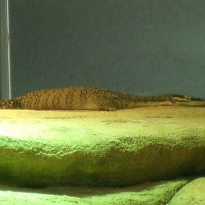 Long-tailed rock monitor