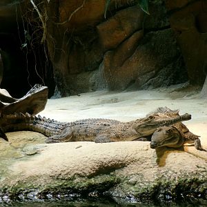 Freshwater crocodiles