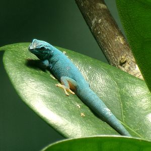Turquoise dwarf gecko