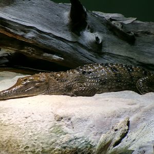 Freshwater crocodile
