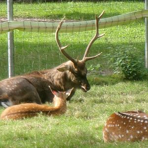 Vietnamese sika deer