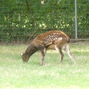 Visayan spotted deer