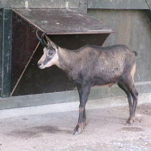 Alpine chamois