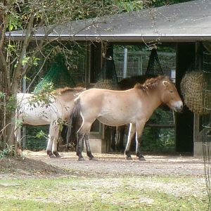Przewalski's horses