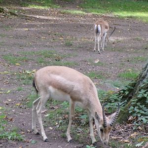 Persian gazelles
