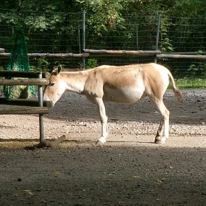 Onager
