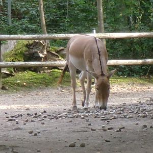 Onager