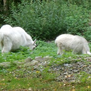 Rocky mountain goats