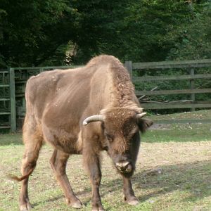 European bison