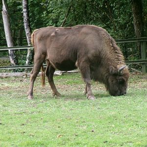 European bison